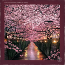 Pelham & Junior - LoFi Blossom Sample Pack